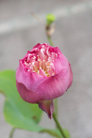 Pink lotus flowerの写真素材