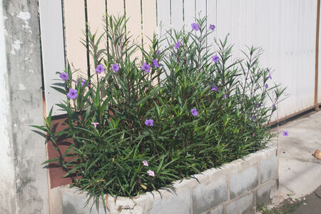 Little violet flower near the fenceの写真素材