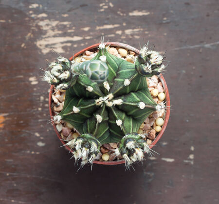 Top view of a cactus on wood tableの写真素材