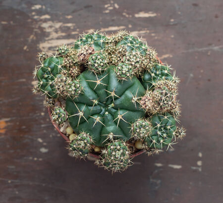 Top view of a cactus on wood tableの写真素材