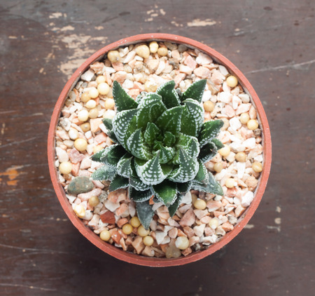 Top view of a cactus on wood tableの写真素材