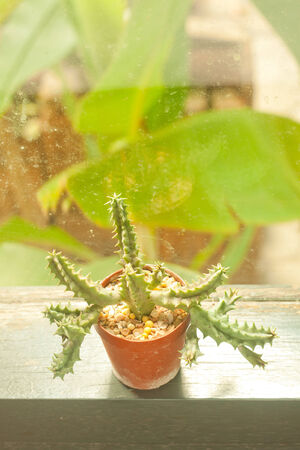 Small cactus decorating with retro filter effectの写真素材