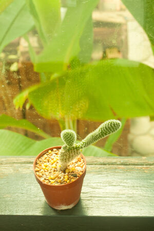 Small cactus decorating with retro filter effectの写真素材