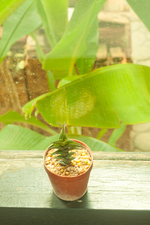 Small cactus decorating with retro filter effectの写真素材