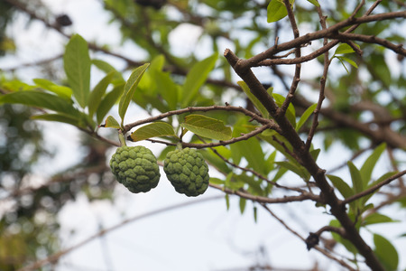 Double custard apple fruit on the treeの写真素材