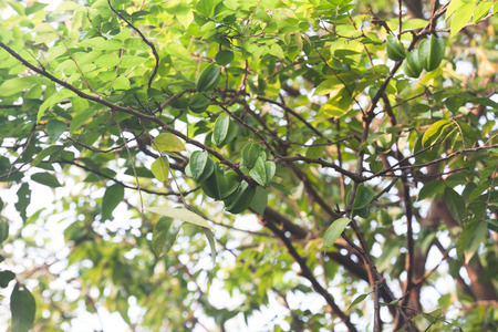Star apple fruit on trees, Thailandの写真素材