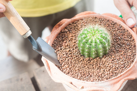 Gardening cactus in pot plant on wooden tableの写真素材