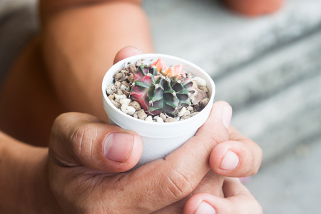 Cactus in pot plant on human handsの写真素材