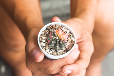 Cactus in pot plant on human handsの写真素材