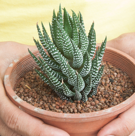 Cactus in pot plant on human handsの写真素材