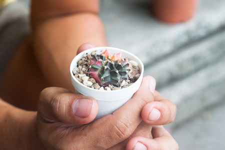 Cactus in pot plant on human handsの写真素材