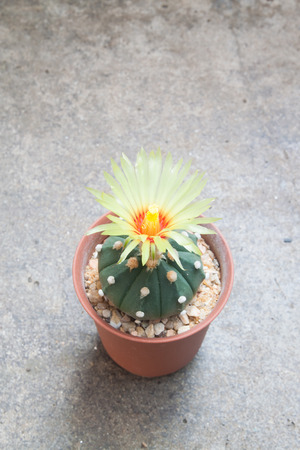 Cactus with blooming yellow flower on concrete backgroundの写真素材