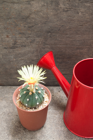 Cactus with blooming yellow flower and red watering can on concrete backgroundの写真素材