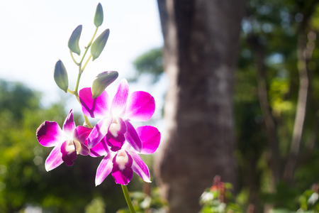 Beautiful pink orchid in Thailandの写真素材