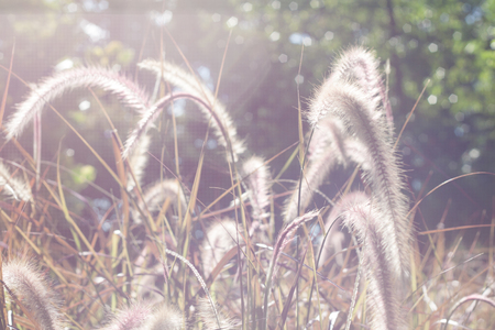 Field of grass during sunset, soft filter for backgroundの写真素材
