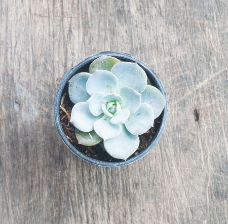 Small cactus in a pot plant on wood backgroundの写真素材