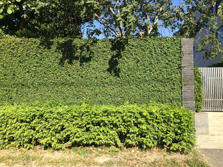 Natural gree leaves fence in modern houseの写真素材