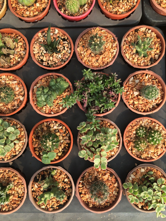Closeup of cactus in pots / pot cactus / thorn cactus in market