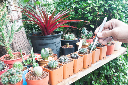 The gardener take care variety of cactus pot plantの写真素材