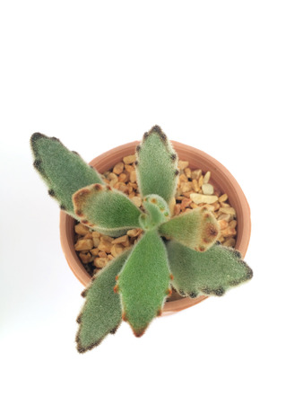 A pot of cactus isolated on white backgroundの写真素材