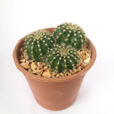 A pot of cactus isolated on white backgroundの写真素材