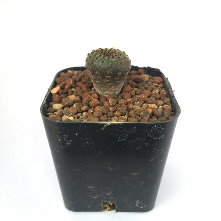 A pot of cactus isolated on white backgroundの写真素材