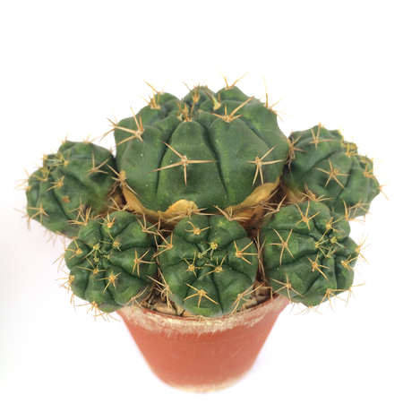 A pot of cactus isolated on white backgroundの写真素材