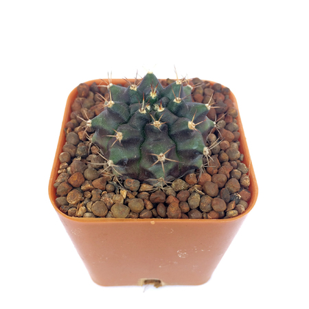 A pot of cactus isolated on white backgroundの写真素材
