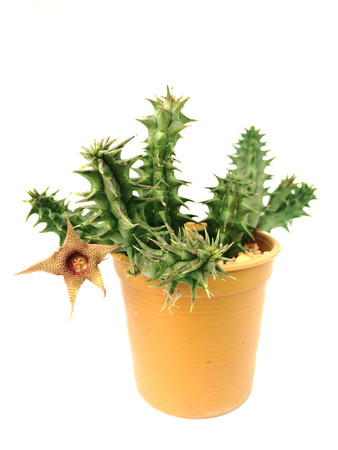 A pot of cactus isolated on white backgroundの写真素材