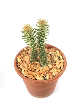 A pot of cactus isolated on white backgroundの写真素材