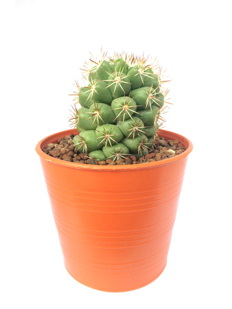 A pot of cactus isolated on white backgroundの写真素材