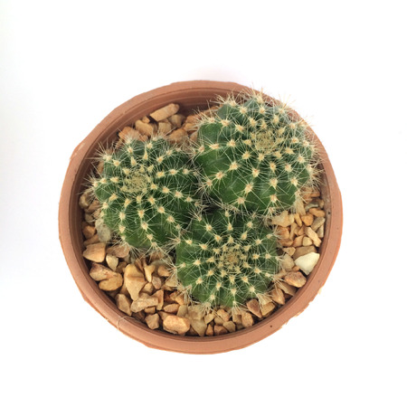A pot of cactus isolated on white backgroundの写真素材