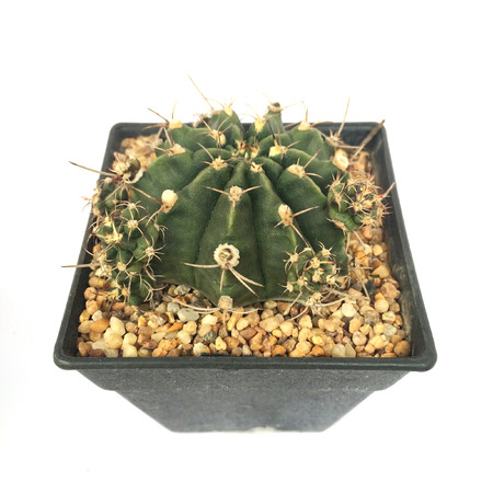 A pot of cactus isolated on white backgroundの写真素材