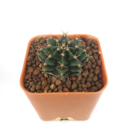 A pot of cactus isolated on white backgroundの写真素材