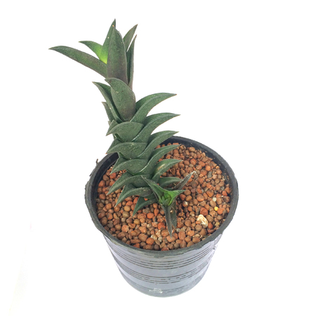 A pot of cactus isolated on white backgroundの写真素材