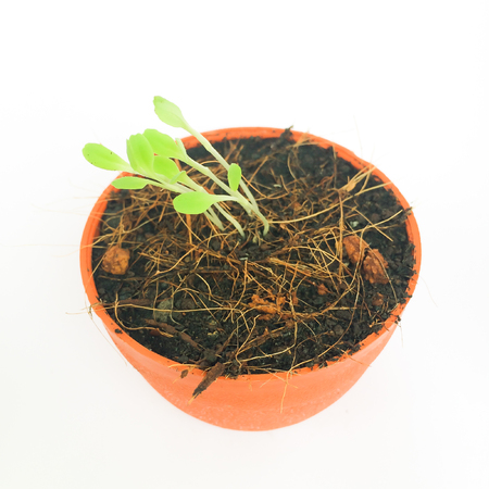 Plant growth-Baby plants growing in a small potの写真素材