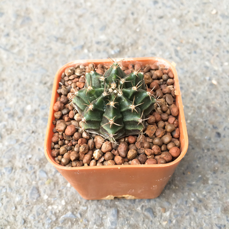small decorative cacrus in small pot, top view positionの写真素材