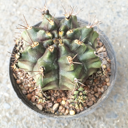 small decorative cacrus in round pot, top view positionの写真素材