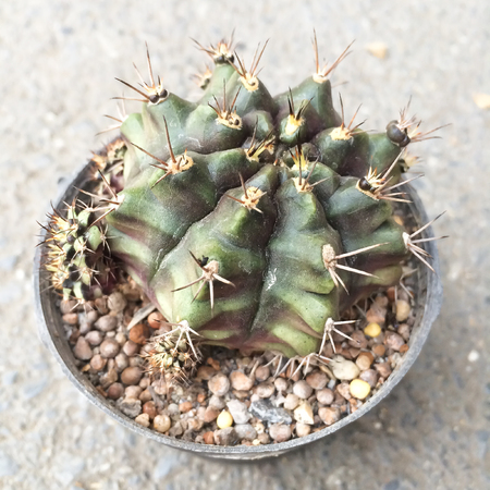 small decorative cacrus in round pot, top view positionの写真素材