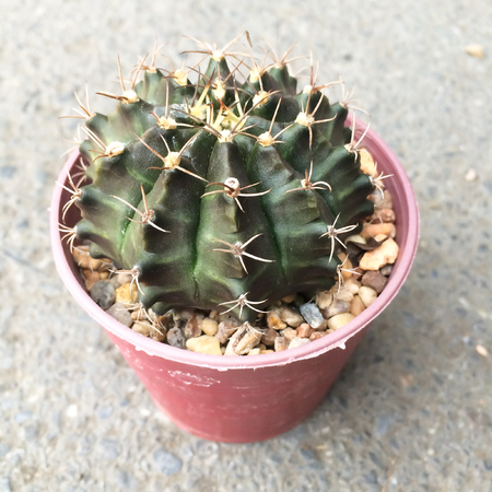small decorative cacrus in round pot, top view positionの写真素材