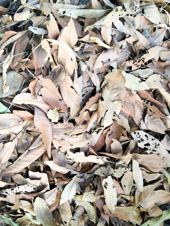 fallen brown leaf of longan on groundの写真素材
