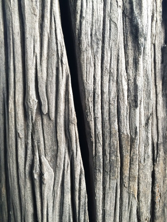 Striped skin of Old Dead treeの写真素材
