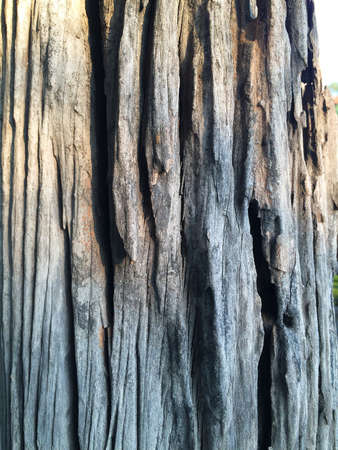 Striped skin of Old Dead treeの写真素材
