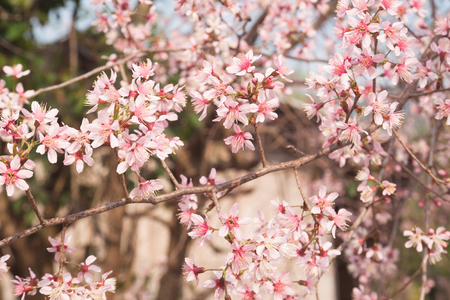Spring sakura cherry blossomの写真素材