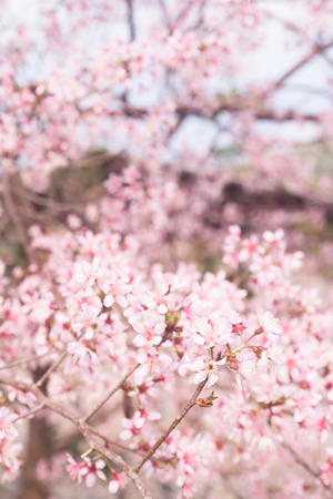 Spring sakura cherry blossomの写真素材