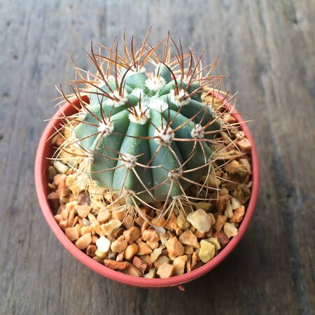 Cactus in pots on wood tableの写真素材