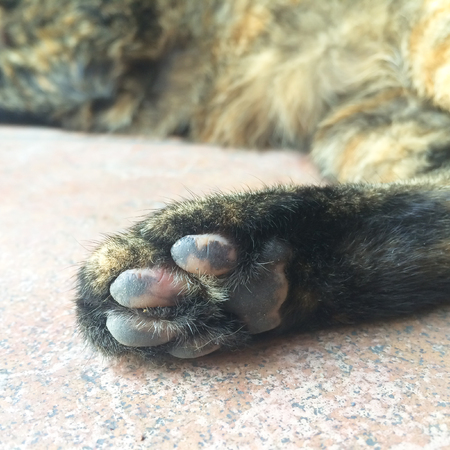 Close up of cat feetの写真素材