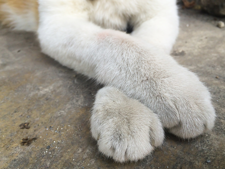 Cat paw in detail relax close-upの写真素材