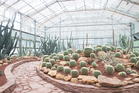 Various types of cactus and succulent in the glass houseのeditorial素材