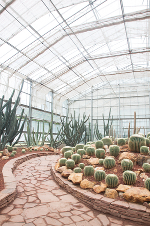 Various types of cactus and succulent in the glass houseのeditorial素材